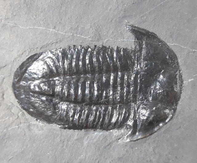 Paraszechuanella cf. changleensis (PENG 1990) - Bild &copy; FossNet FossilienStore